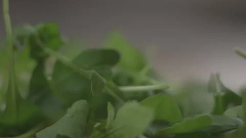 Picking up rocket leaves Stock Footage 194478485