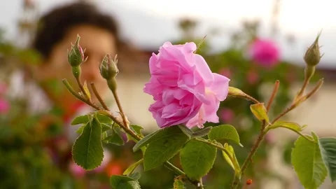Picking a rose flower by a rose picker girl Stock Footage 296273553