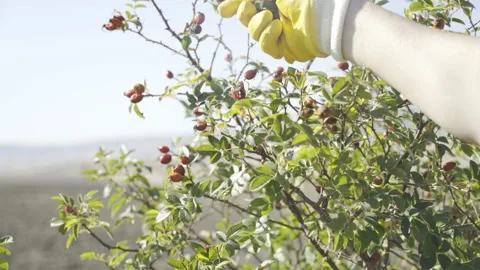 Picking rose hips with gloves Vídeos de archivo 219633154