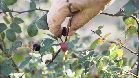 Picking rose hips with hand Stock Footage 219569483