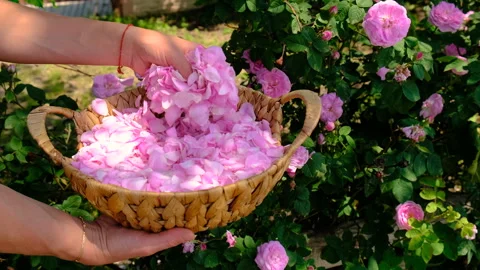 Picking rose petals in the garden. Selective focus. Stock Footage 313348823