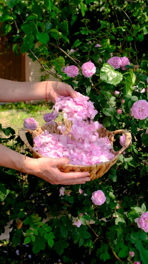Picking rose petals in the garden. Selective focus. Stock Footage 313349278