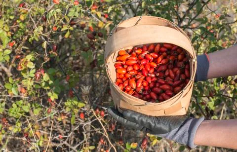 Picking rosehip Stock Photos