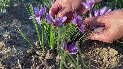 Picking saffron flower by local man in garden Stock Footage 170075423