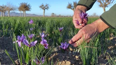 Picking saffron flowers by local man in garden Stock Footage 169724569