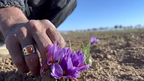 Picking saffron flowers by local old man Stock Footage 170077247