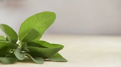 Picking sage leaves from stems Stock Footage 24661173