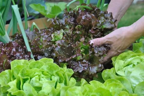 Picking salad Stock Photos