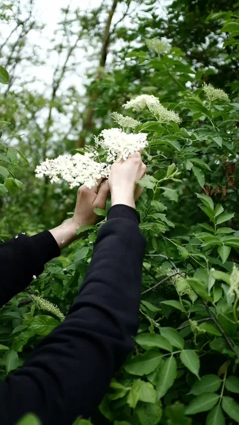 Picking Sambucus healing plant from the tree. Plant based natural raw materials Stock Footage 316920458