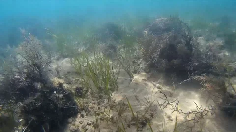 Picking a seashell from bottom of shallow sandy beach in northern Croatia Stock Footage 92933823