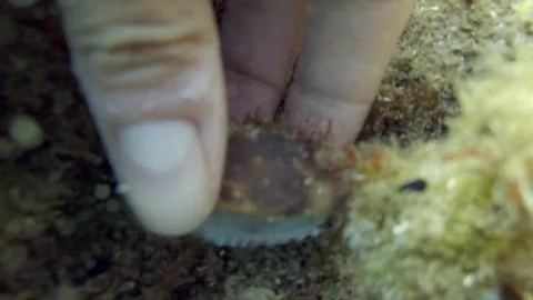 Picking up a seashell from underwater Stock Footage 138894304