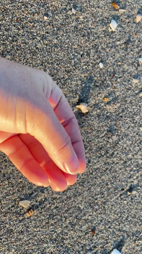 Picking up shark teeth fossils on the beach Stock Footage 264155475