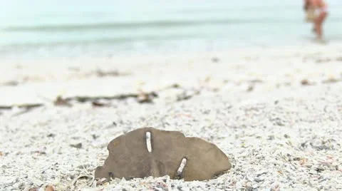 Picking Up Shells - Girl in Bikini Stock-Footage 18007386