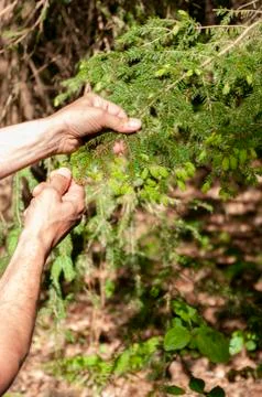 Picking shoots of spruce from tree, for making syrup. Alternative medecine. E Stock Photos