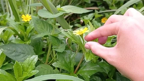 Picking a small cute yellow flower in the garden Stock Footage 150216157