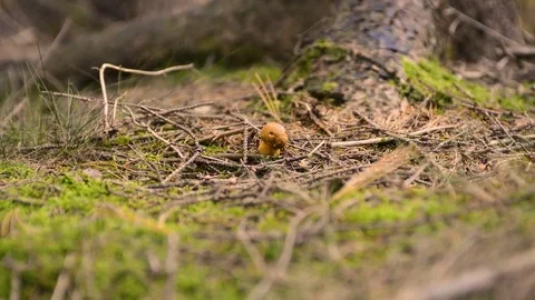 Picking small mushroom in the forest Stock Footage 80635324