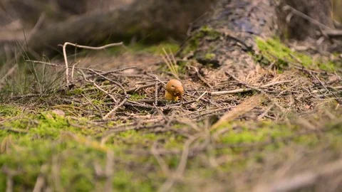 Picking small mushroom in the forest Stockbeeldmateriaal 80636103