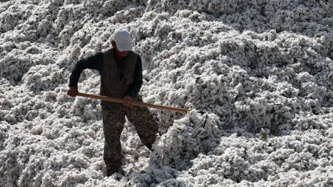 Picking, sorting, and storing cotton Stock Footage 318590033