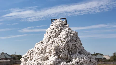 Picking, sorting, and storing cotton Stock Footage 318590093
