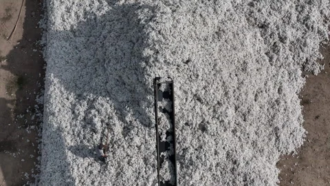Picking, sorting, and storing cotton Stock Footage 318590157