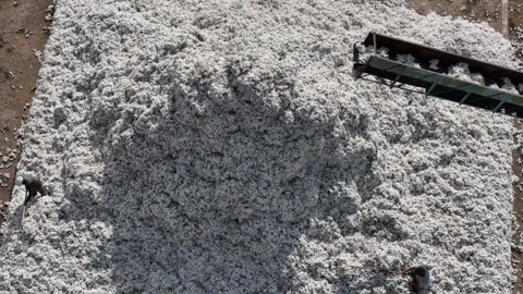 Picking, sorting, and storing cotton Stock Footage 318594920