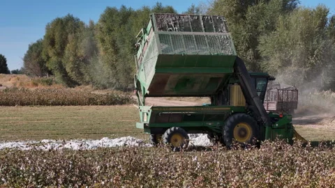 Picking, sorting, and storing cotton Stock Footage 318596508