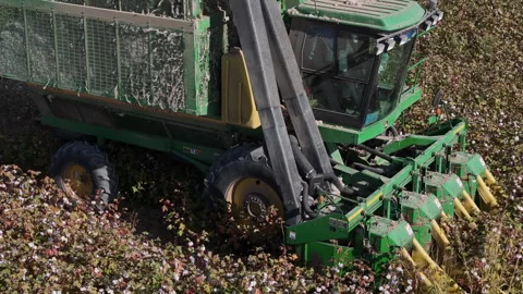 Picking, sorting, and storing cotton Stock Footage 318606436
