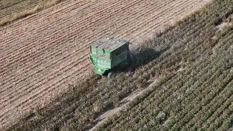 Picking, sorting, and storing cotton Stock Footage 318606760