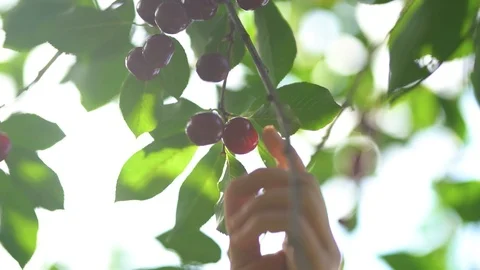 Picking Sour Cherry Stock Footage 121978797