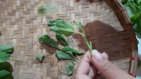 Picking spinach leaves for cooking	 Stock Footage 285834616