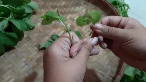 Picking spinach leaves for cooking	 Stock Footage 285834639