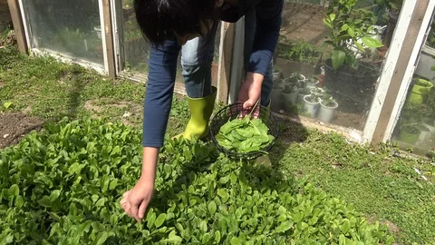 Picking spinach in small organic farm. Home vegetable garden Stock Footage 113493724