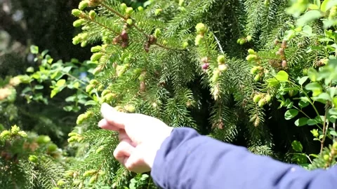 Picking spruce shoots in spring Vídeo Stock 155600475