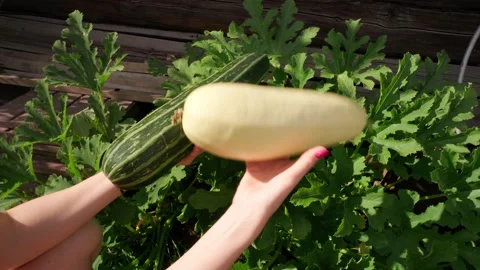 Picking Squash and Zucchini in a Garden. Autumn Vegetable Harvest. Stock Footage 157606009