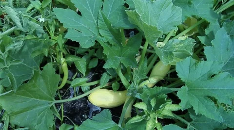 Picking a Squash Видео 42871356