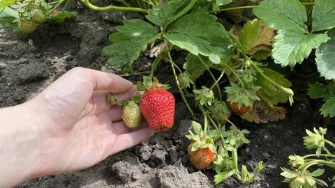 Picking strawberries after the rain Stock Photos