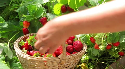 Picking strawberries in a basket Stock Footage 53453834