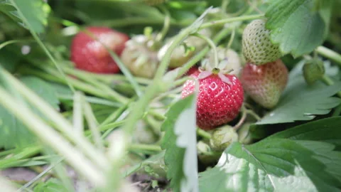 Picking strawberries. Close up 動画素材 91512592