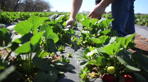 Picking Strawberries at a farm Vídeos de archivo 34411523