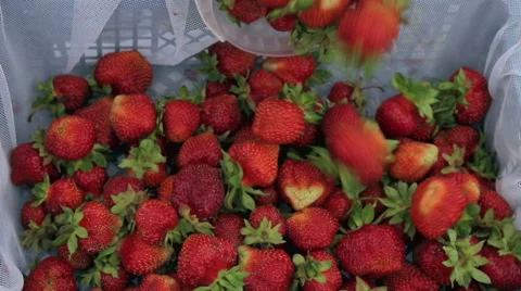 Picking strawberries on a farm Stock Footage 51586058
