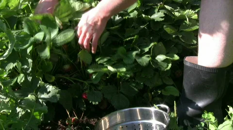 Picking strawberries Stock Footage 487824