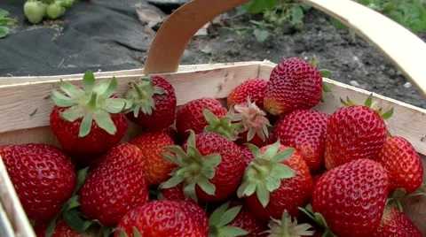 Picking strawberries Video stock 51223918