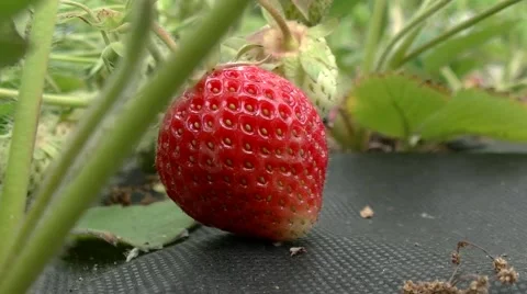 Picking strawberries Video stock 51223983