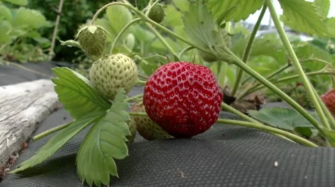 Picking strawberries Video stock 51233573