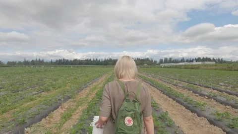 Picking strawberries Stock Footage 137622317