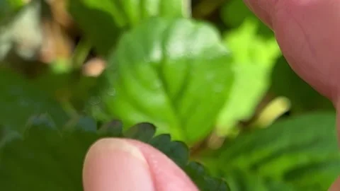 Picking strawberries Stock Footage 219236824