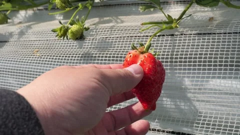 Picking strawberries. Видео 270837418