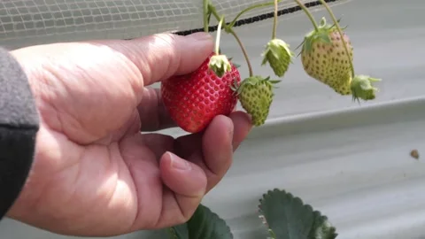 Picking strawberries. Stock-Footage 270837892