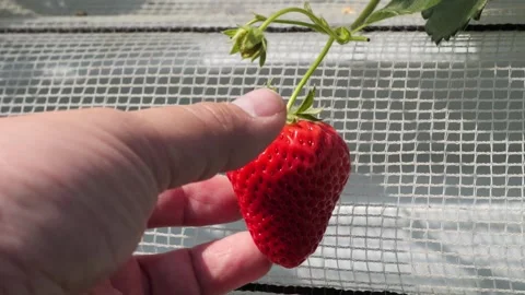 Picking strawberries. Stock-Footage 270837964