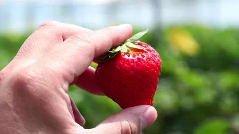 Picking strawberries. Vidéo 274226017